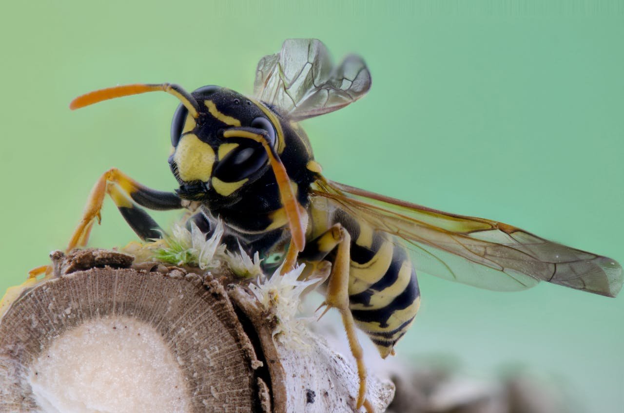 Close-up image of a yellow wasp on a branch, showcasing intricate details and vibrant colors.